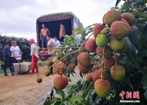 荔枝资料图。<a target='_blank' href='http://www.chinanews.com/'>中新社</a>记者 尹海明 摄