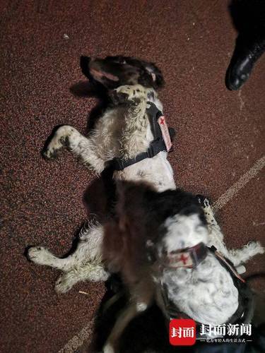 两只“汪星人”替妈上宜宾前线救灾 入夜已累瘫了