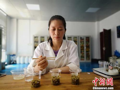 黎义凤抽取三份豆角酸一一品尝。　林馨 摄