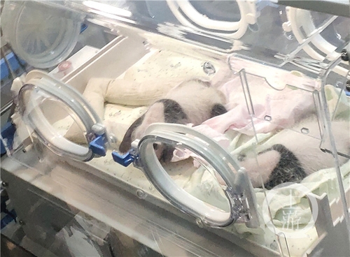 世界罕见！重庆动物园两只大熊猫同日生下双胞胎