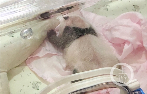 世界罕见！重庆动物园两只大熊猫同日生下双胞胎