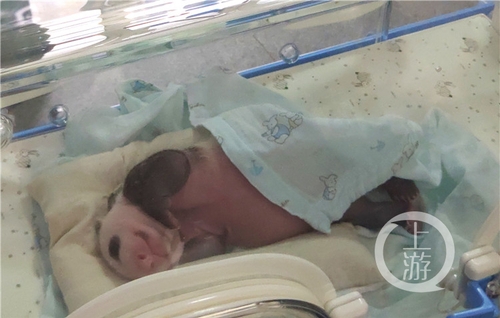 世界罕见！重庆动物园两只大熊猫同日生下双胞胎