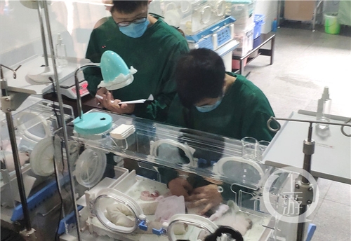 世界罕见！重庆动物园两只大熊猫同日生下双胞胎