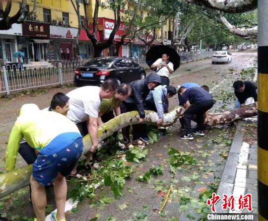 台风导致泰安境内大树被吹倒。(泰安全媒体记者供图)
