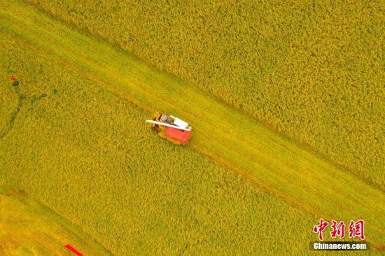 资料图：湖北枝江市问安镇方家畈村，收割机驰骋在田间收割作业，丰收在望。周星亮 摄