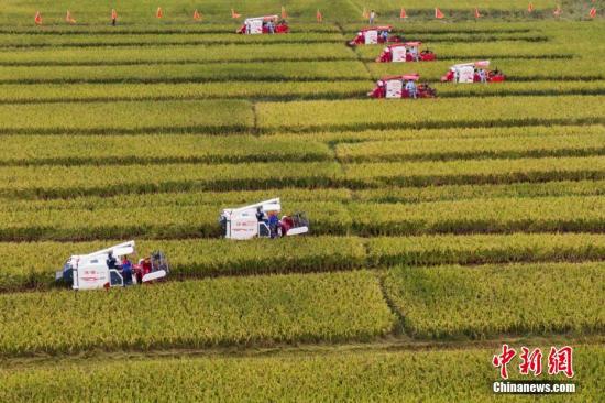 资料图：江苏淮安盱眙县黄花塘镇新铺村虾稻共生示范基地内，数十台收割机穿梭在稻田里收割龙虾香米。泱波 摄