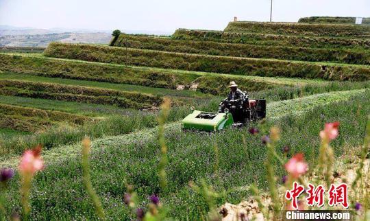 “苦脊甲天下”甘肃定西：产业兴旺不再“靠天吃饭”