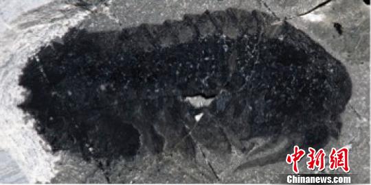 图为莫里森虫化石。南古所 供图