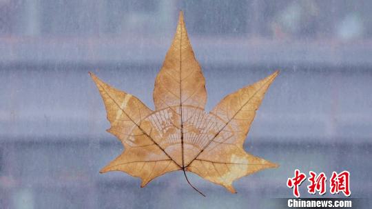 李亚非制作的叶雕作品。　徐明睿 摄