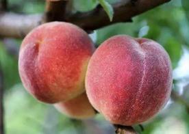 “桃养人，杏伤人，李子树下埋死人” ，可信吗？