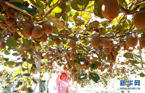 9月23日，山东省青岛市即墨区龙泉街道汪河水北村村民在采摘猕猴桃。 新华社发（梁孝鹏 摄）