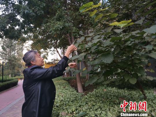 花甲老人痴迷叶雕20年方寸叶片展大千世界（图）