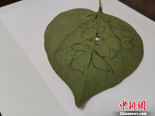 图为都婉莉在树叶上进行构图?！∷锖觇?摄