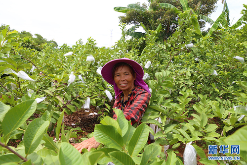 村民在打理自己的石榴园。新华网 黎多江 摄