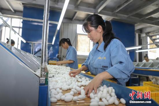 资料图：贵州独山桑蚕产业助民增收。种桑养蚕已成为该县产业扶贫的主导产业之一。<a target='_blank' href='http://www.chinanews.com/'>中新社</a>记者 瞿宏伦 摄