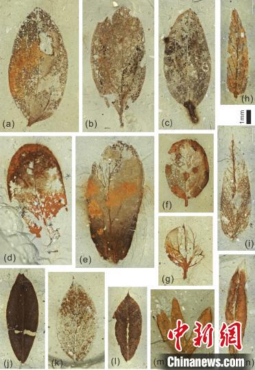图为部分微型叶片化石?！『逗?摄