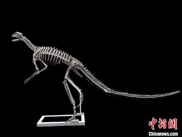 图为“磨刀溪三峡龙”装架模型。受访者供图