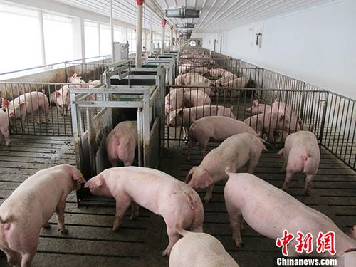 资料图:养殖场。 <a target='_blank' href='http://www.chinanews.com/'>中新社</a>记者 林浩 摄 点击进入下一页
