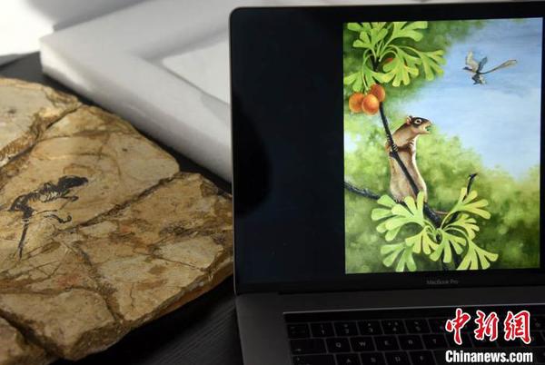 盖氏热河俊兽化石正型标本及其生态复原图?！∷镒苑?摄