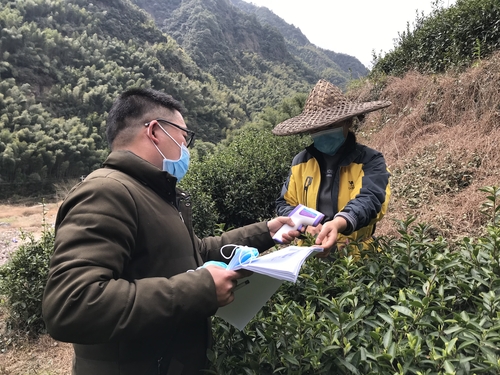 大龙湫茶业有限公司工人采摘茶叶 大龙湫茶业有限公司工人采摘茶叶