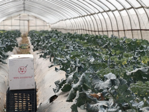 温州肇丰种苗有限公司种植基地 温州肇丰种苗有限公司种植基地