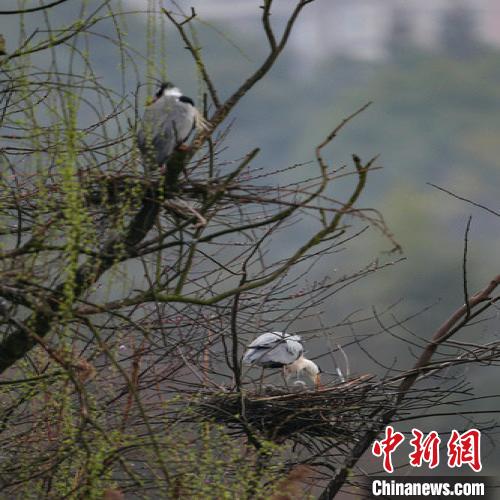 资料图：贵阳苍鹭筑巢忙。　瞿宏伦 摄