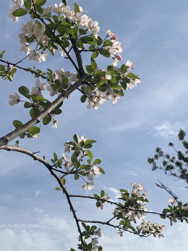 战疫日记武汉第五十一天3 战疫日记武汉第五十一天3