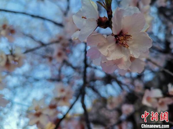 图为林芝盛开的桃花，2019年3月29日，林芝第十七届桃花旅游文化节在巴宜区开幕(资料图)?！≌盼?摄