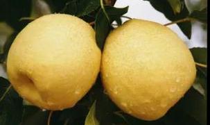 “救梨行动”开始！看这位“95”后政协委员有哪些高招？