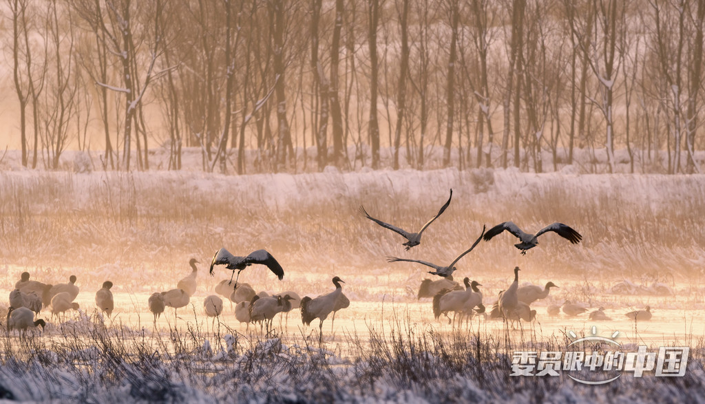  高原精灵——黑颈鹤