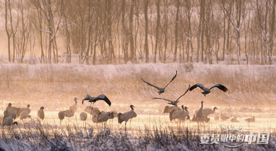  高原精灵——黑颈鹤