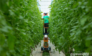 智慧温室里的“新农人”