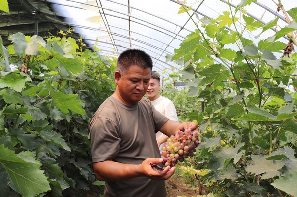 图为海子崖社区党总支书记李连明在自摘园里采摘葡萄 图为海子崖社区党总支书记李连明在自摘园里采摘葡萄