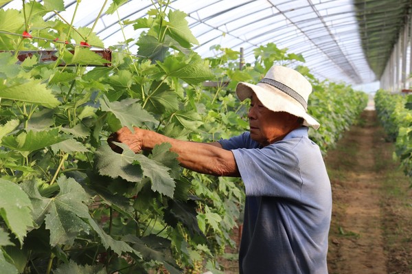 图为社区里的工人在生态园里修剪葡萄枝 图为社区里的工人在生态园里修剪葡萄枝