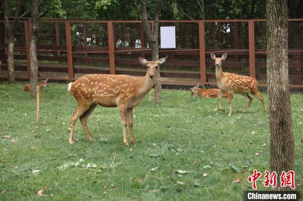 图为良渚古城遗址公园里的梅花鹿 良管委供图 摄 图为良渚古城遗址公园里的梅花鹿 良管委供图 摄
