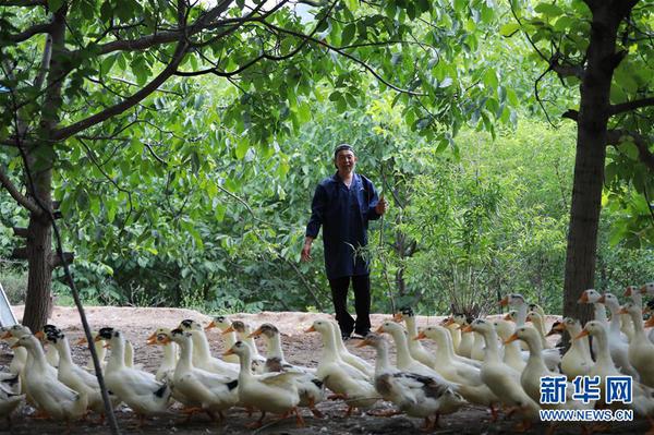舟曲县曲瓦乡城马村村民在赶土鸭（7月16日摄）。甘肃省甘南藏族自治州舟曲县在脱贫攻坚过程中，结合当地资源优势与环境特点，大力发展特色农产品种植和林下养殖，促进当地农民增收致富。 新华社发（杜哲宇 摄）
