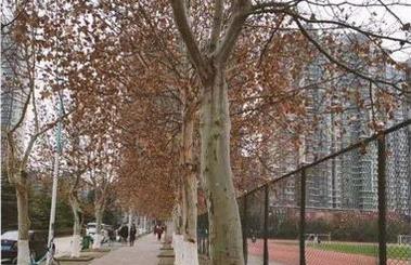 邵玥：《美丽生活》