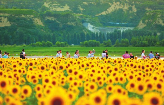 黄河滩涂美如画