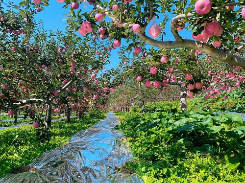 444444444444 444444444444