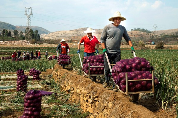 拼多多通过创新的“农地云拼”模式，将消费端分散、不确定的需求，归集成集中、确定的需求，推动产地直发，帮助小农户直连全国大市场，有效破解了农业“小散弱”难题。（穆功 摄）