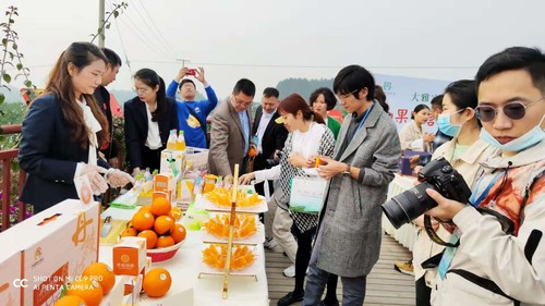 记者驾车体验“四好农村路”，深入桔园等现场采访。