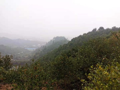 商城县白沙岭万亩油茶园。人民政协网记者付振强 摄