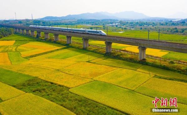 资料图：航拍秋日江西省新余市渝水区人和乡金色田园。图为疾驰而过的高铁。赵春亮 摄