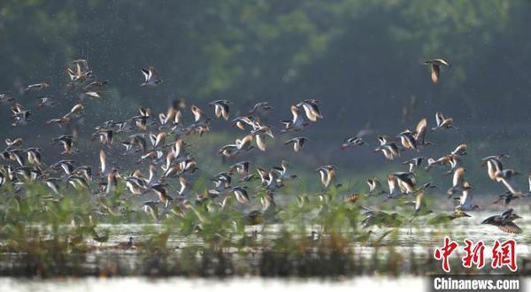 资料图：每年冬天，大批候鸟到广东过冬。广东省林业局 供图