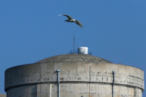 秦山核电 吕铭 核电与白鹭1  (1) 秦山核电 吕铭 核电与白鹭1  (1)