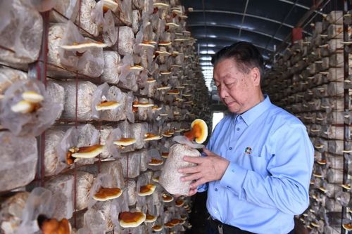 林占熺在查看利用菌草栽培的菌菇(548326)-20210909144117