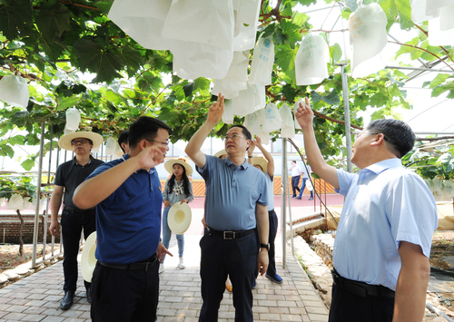 调研组在米易县撒莲镇禹王宫村察看农旅融合(734454)-20211220094336(1) 调研组在米易县撒莲镇禹王宫村察看农旅融合(734454)-20211220094336(1)