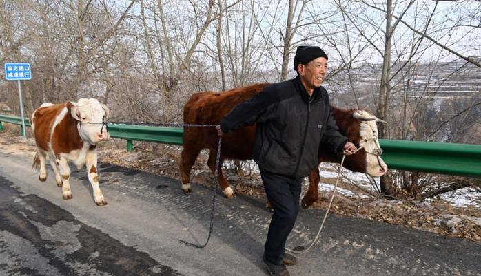 记者手记：牛羊的去处