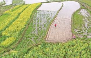 湖南道县：翻耕水田备春耕