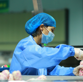 收购价4年不跌 西双版纳小糯玉米靠啥“保值”？